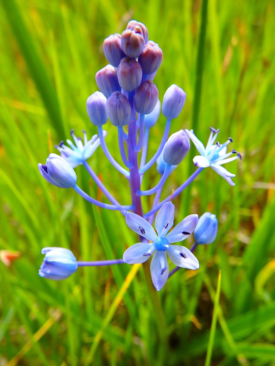 Dalmatian Scilla