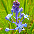 Dalmatian Scilla