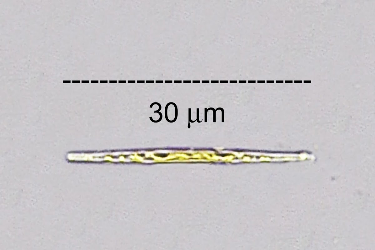 Epilithic Diatom