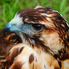 Rough-legged buzzard