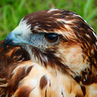 Rough-legged buzzard