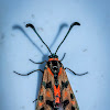 Zygaenid Moth