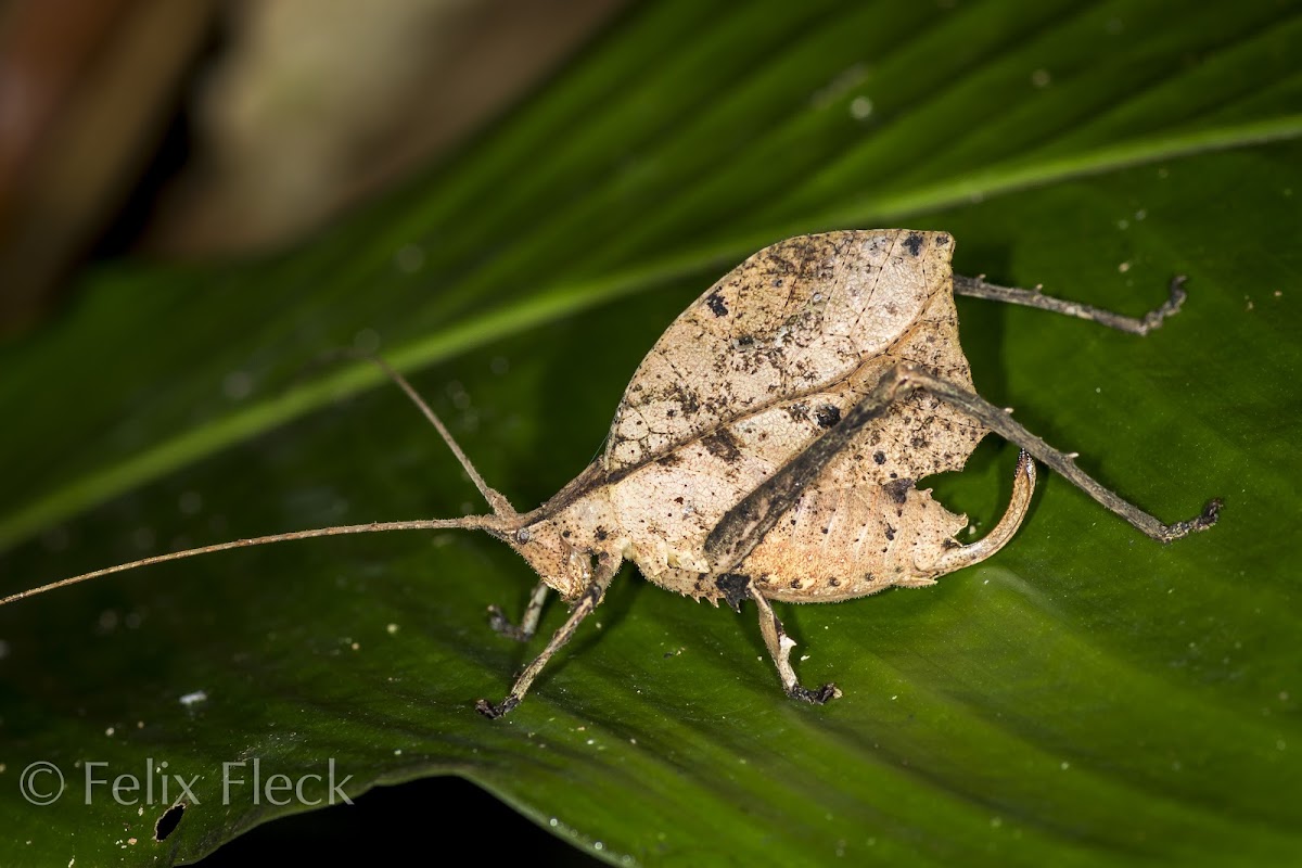 Leaf Katydid