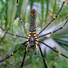 Giant Golden Orb Weaver