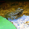 Japanese Wrinkled Frog