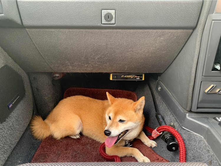 レパードの愛犬とドライブ・豆柴の居る暮らし・川と海・いっぱい歩いた・天気回復に関するカスタム事例の投稿画像1枚目