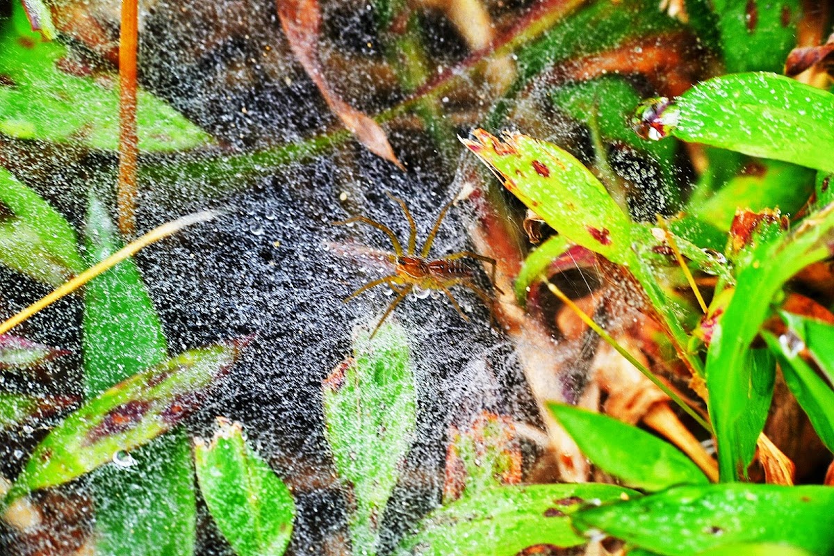 Lawn wolf spider