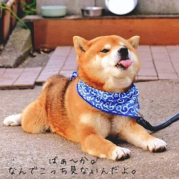 「飼い主に恋した犬」のメインビジュアル