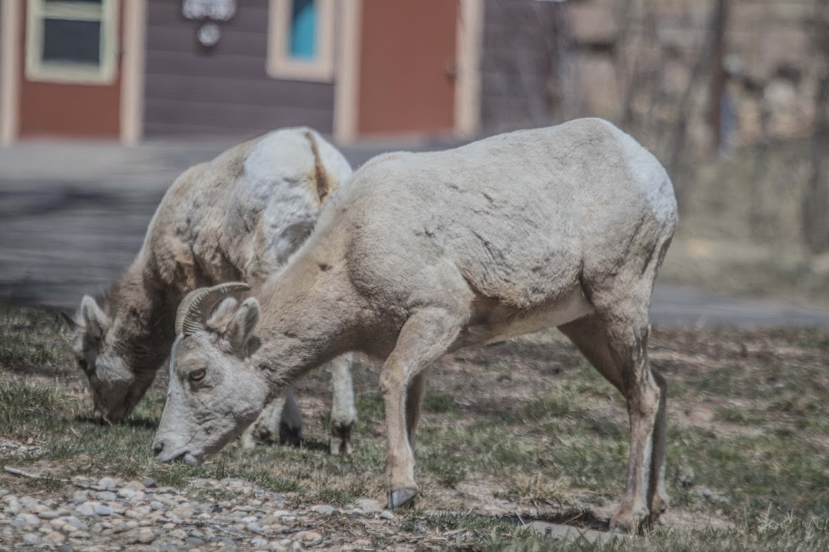 Bighorn Sheep