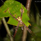 St Andrew's Cross Spider