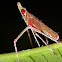 Planthopper