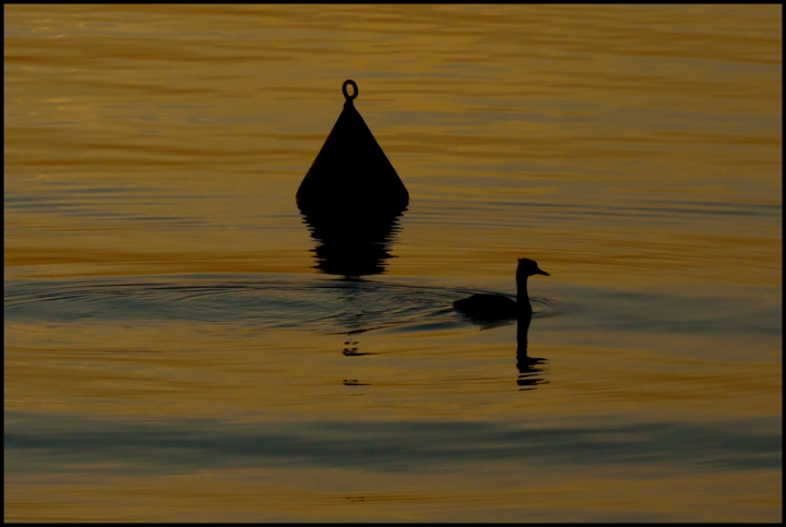 Silhouette sul lago di maxrav