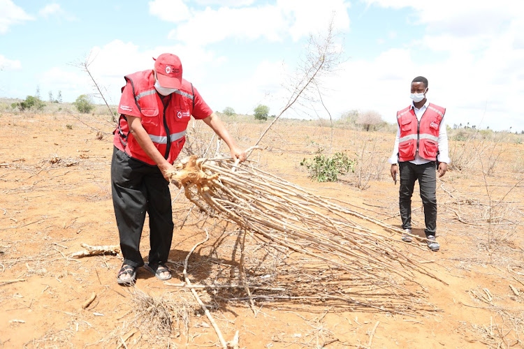 A Kenya Red Cross official a cassava farm in Sosoni, Magarini