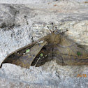 Moth (gynandromorph)