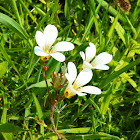 Meadow saxifrage