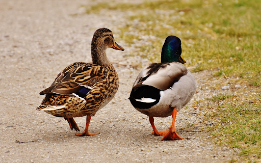 Hai con vịt screenshot 1