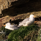 Herring Gull