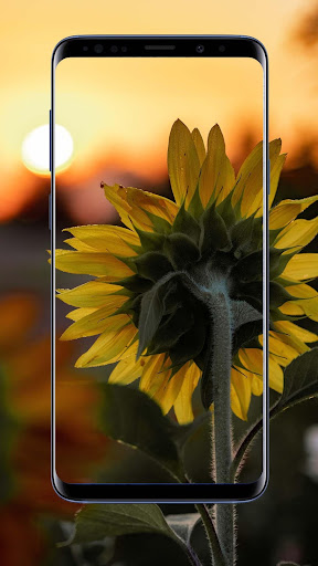 Sunflower  Wallpapers