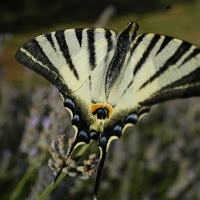 In volo verso un fiore di 