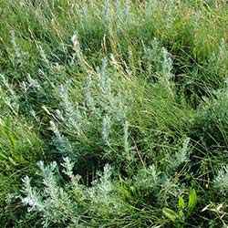 艾草 wormwood mugwort