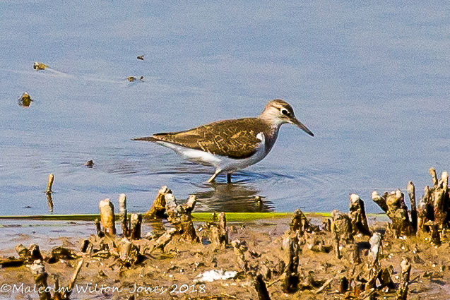 Common Sandpiper; Andarríos Chico