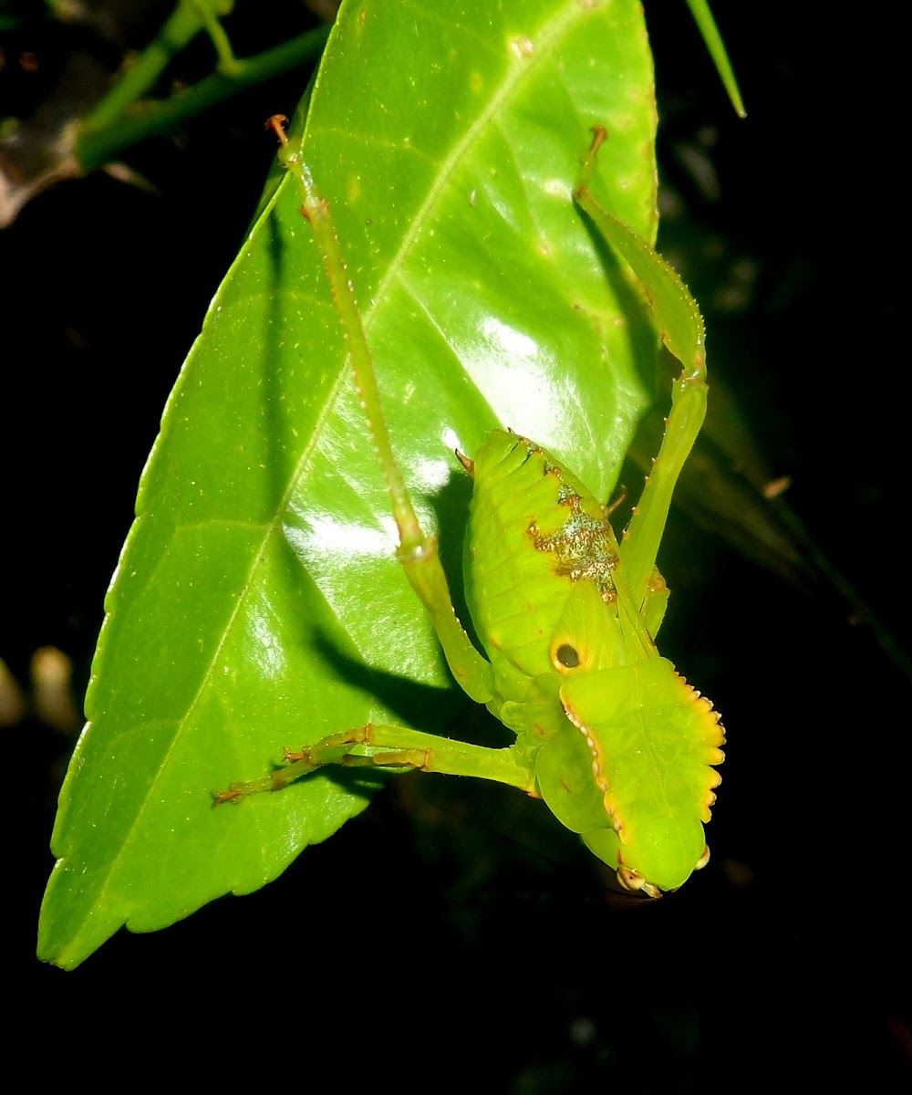 Tettigoniidae