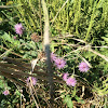 canada thistle