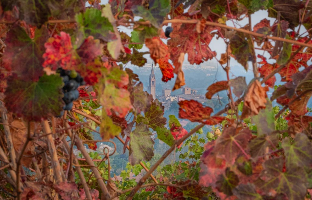 Torri e filari di gnuc