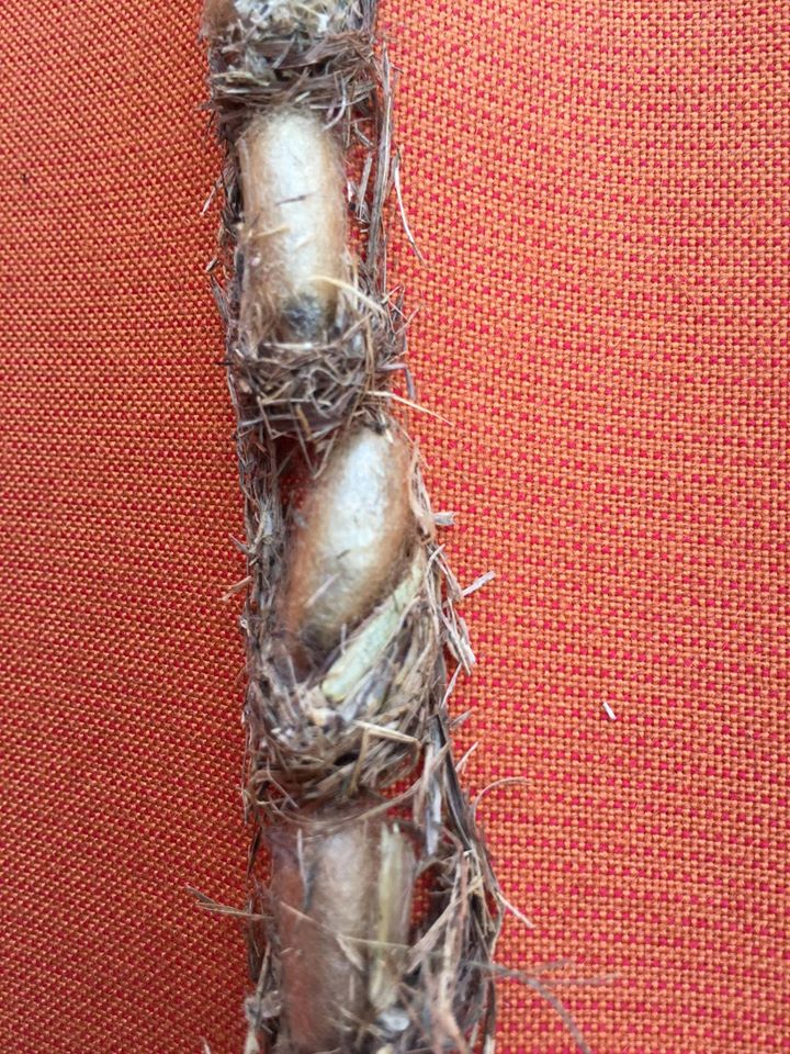 Grass-Carrying Wasp Cocoons