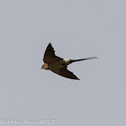 Red-rumped Swallow; Golondrina Daurica