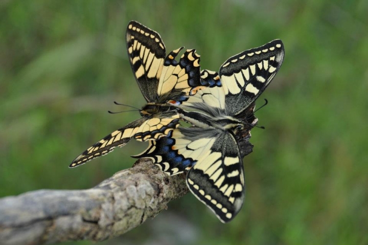 Schmetterling di giuggiolo_26