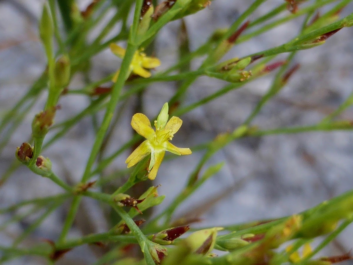 Pineweed