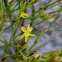 Pineweed