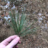 White pine