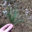 White pine