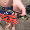 Common Garter Snake