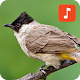 Download Sooty-headed bulbul bird sounds For PC Windows and Mac 1.0.1