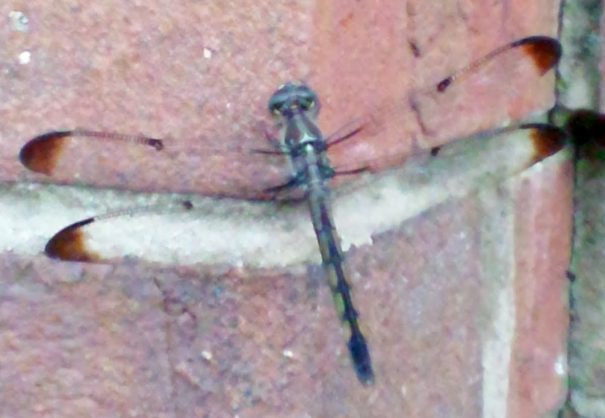 Dragonfly