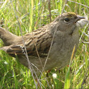 Golden crowned Sparrow