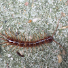 Brown centipede