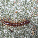 Brown centipede