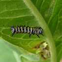 Queen Butterfly Caterpillar