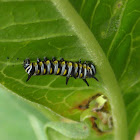 Queen Butterfly Caterpillar