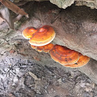 Ganoderma