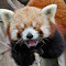 Item logo image for RED PANDA TV