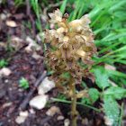 Birds nest orchid