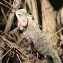 Oriental garden lizard