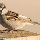 House Sparrow