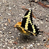 Eastern giant swallowtail butterfly