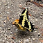 Eastern giant swallowtail butterfly